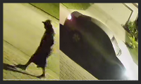 suspect of car burglaries