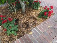 Stolen plants